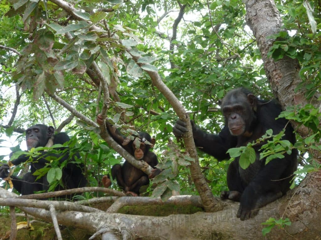 Chimpanzees in a tree