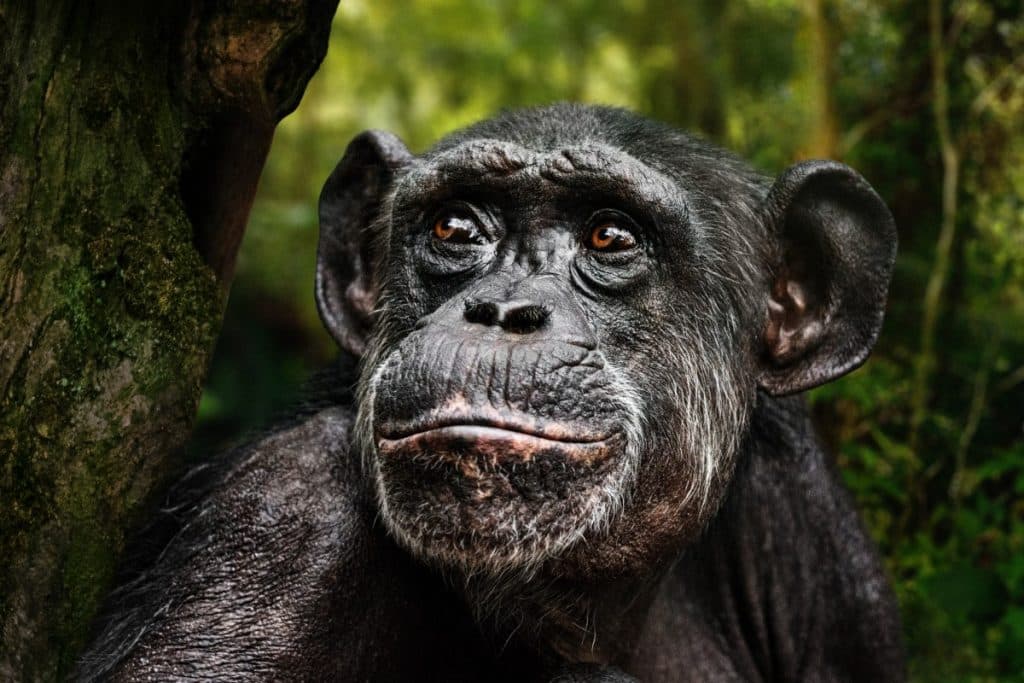 Chimpanzee