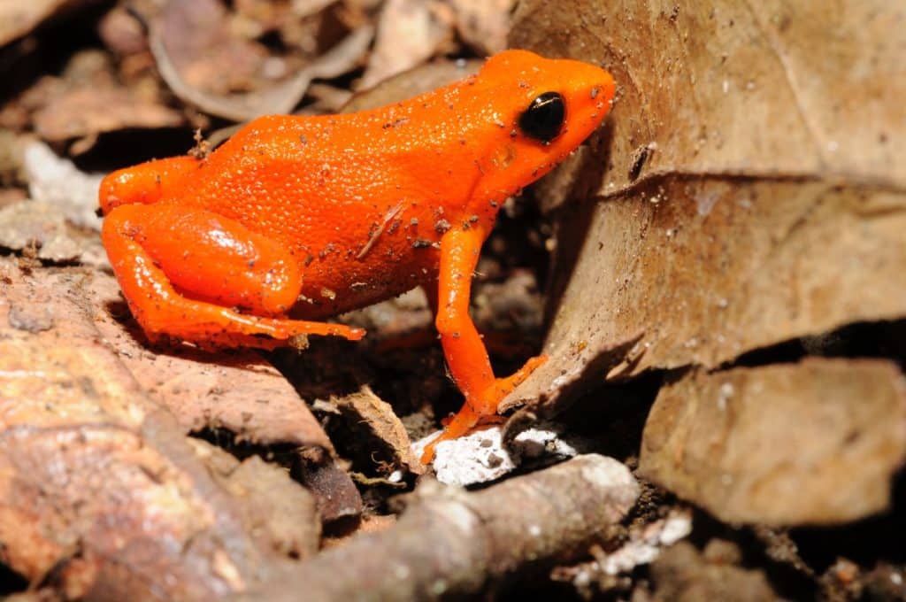 A golden Mantella Frog