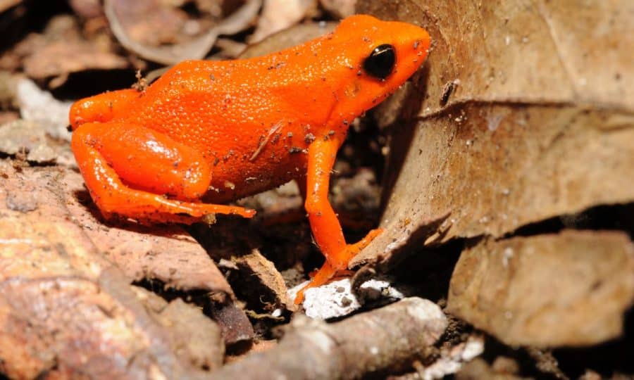 A golden Mantella Frog