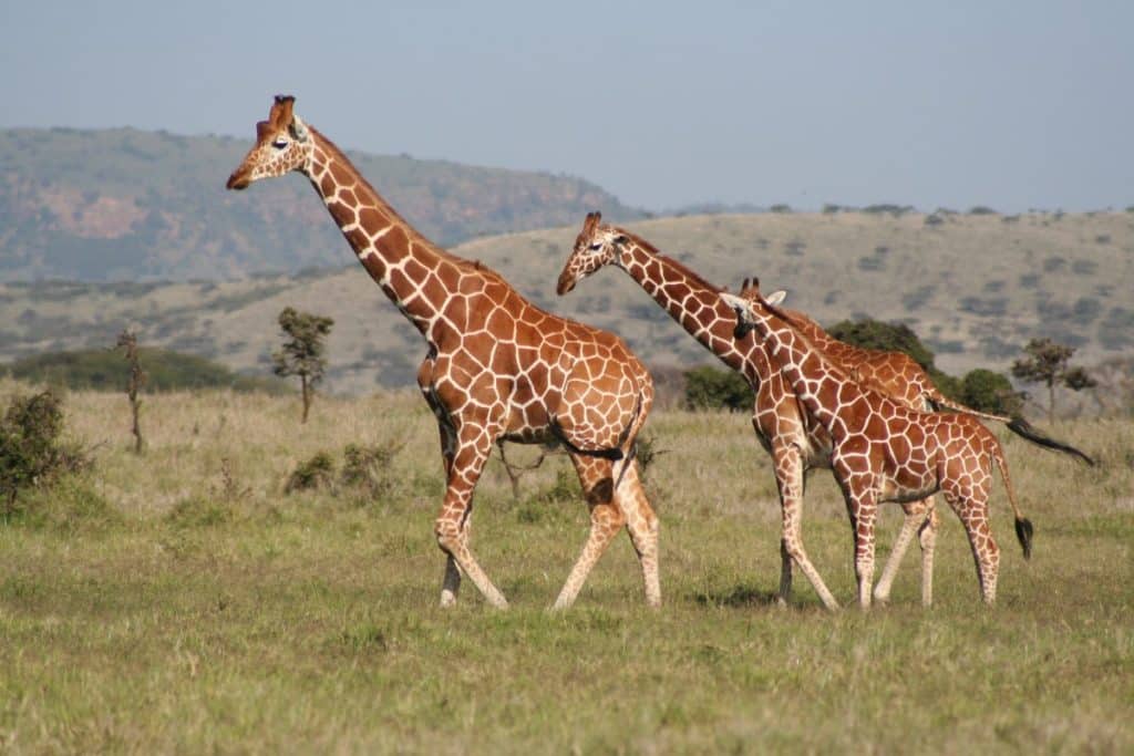 Three Giraffes at Lewa