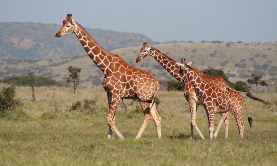 Three Giraffes at Lewa