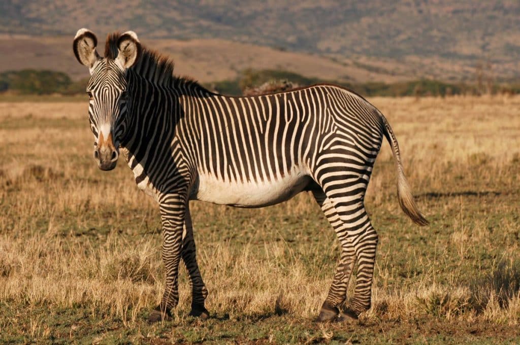Grevy’s Zebra