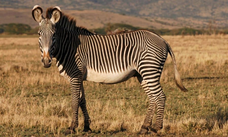 A Grevy's Zebra