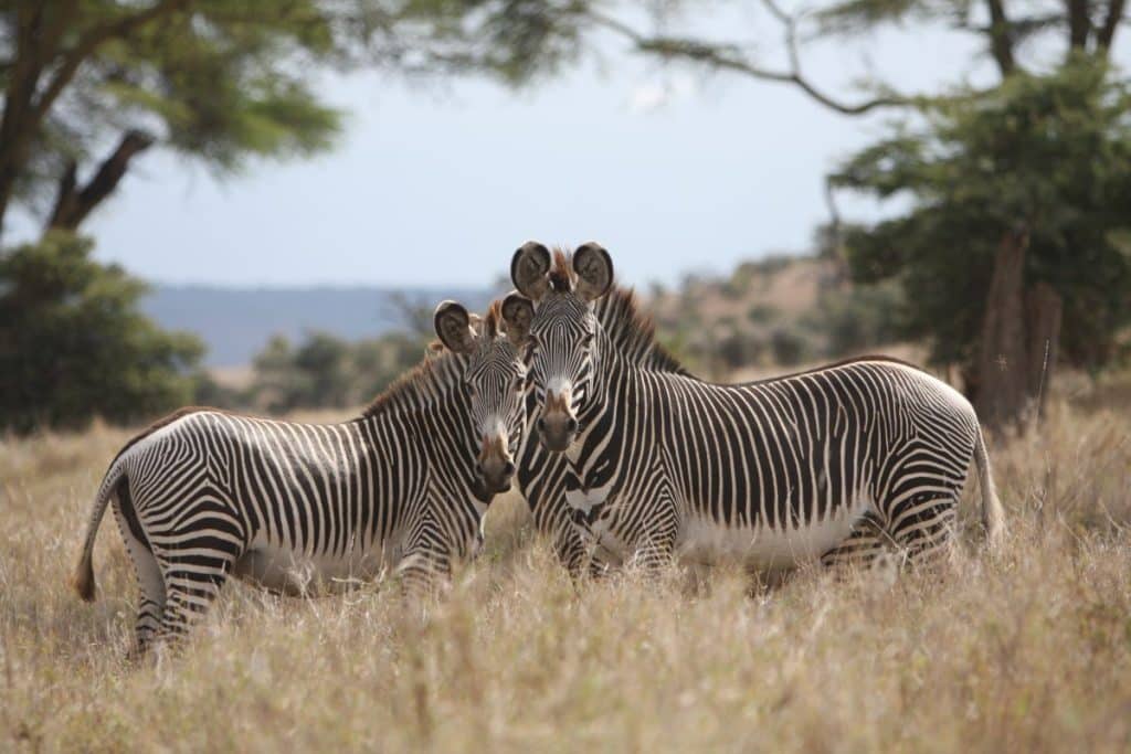 Two Grevy's Zebra in the wild