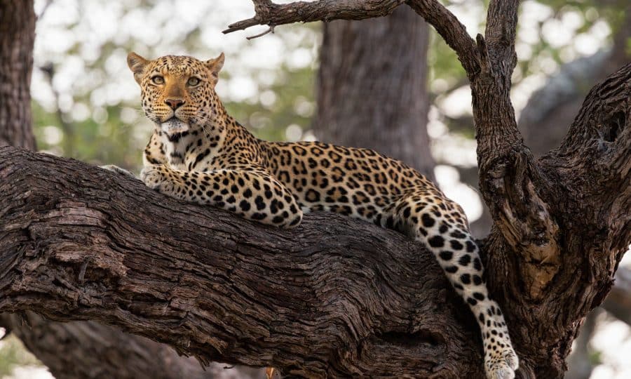 Leopard in Tree