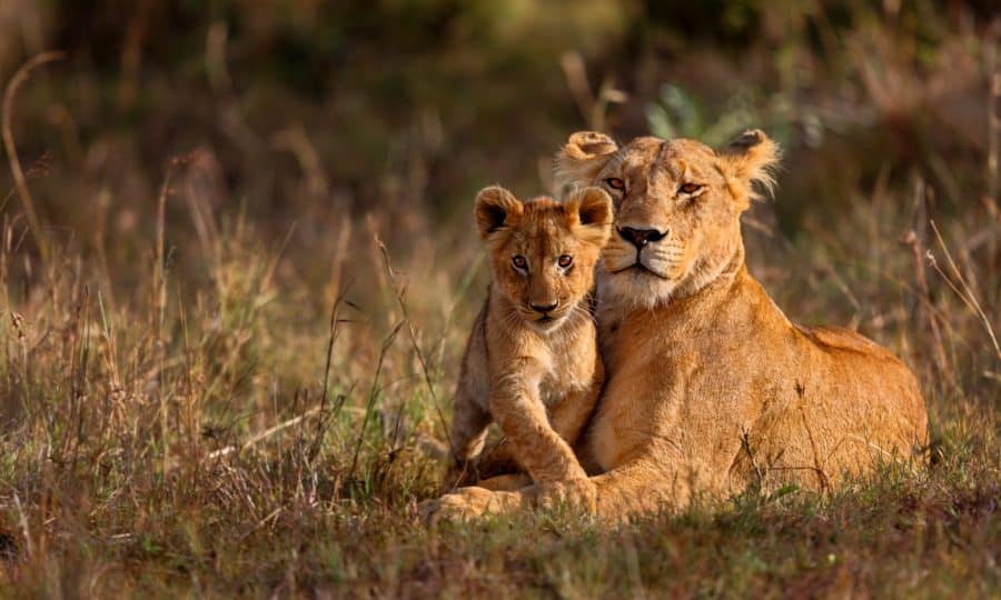 Lioness and Cub