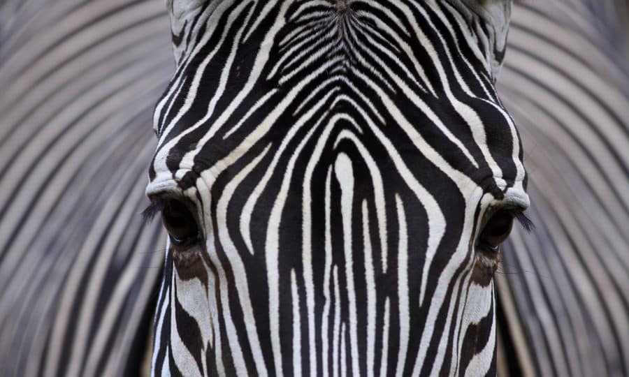 Zebra Eyes