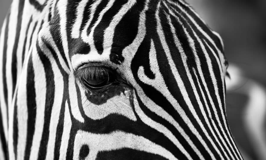 Zebra Head
