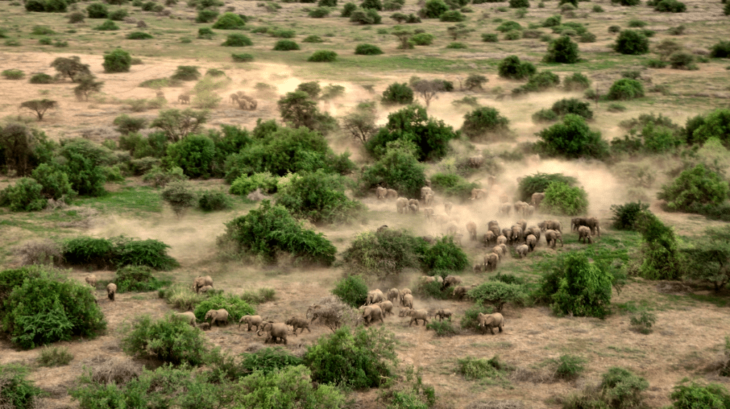 Aerial view of Elephants in the wild
