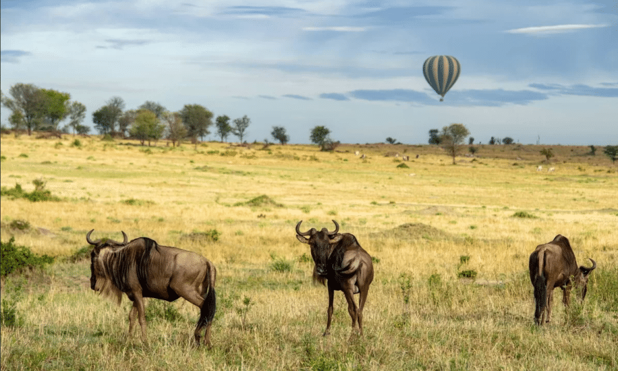 Balloon Safari Tanzania Wilderbeest