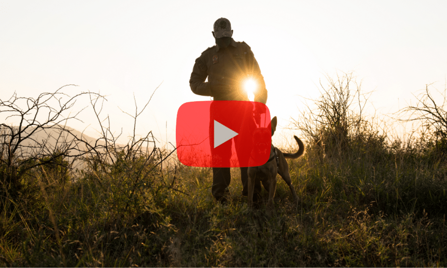 Wildlife Ranger K9 video